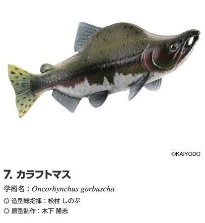 Hokkaido land figure strap 7 pink salmon separately Kaiyodo Hokkaido limited figure trout 7 by Hokkaido land