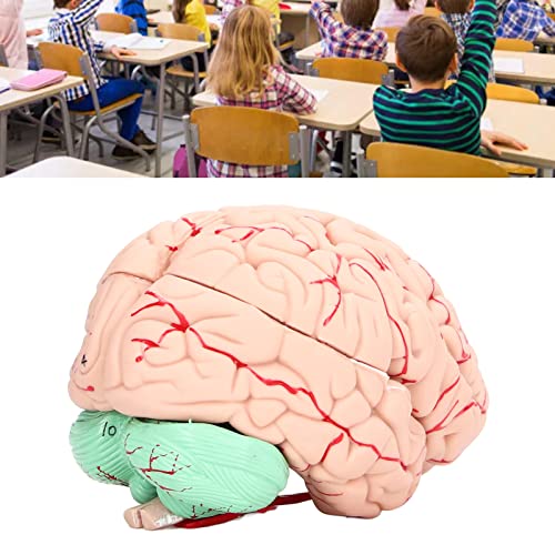 Modelo De Cerebro Humano-anatomía Para Niños Estudio De Neurociencia Cráneo Molde Dedicado Respetuoso Con El Medio Ambiente Para La Investigación Científica Del Laboratorio Del Hogar