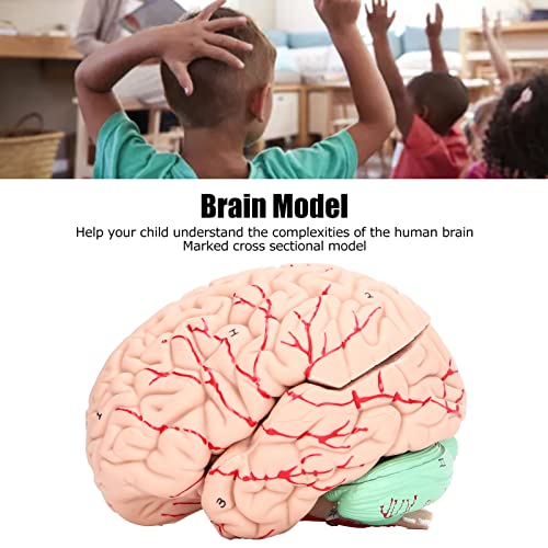 Modelo De Cerebro Humano-anatomía Para Niños Estudio De Neurociencia Cráneo Molde Dedicado Respetuoso Con El Medio Ambiente Para La Investigación Científica Del Laboratorio Del Hogar