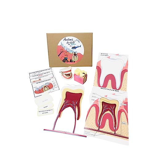 Pascha Echecs® - Anatomía de los dientes Montessori - Material educativo - Juego de maqueta dental y boca - Kit completo con cartas explicativas y nomenclaturas