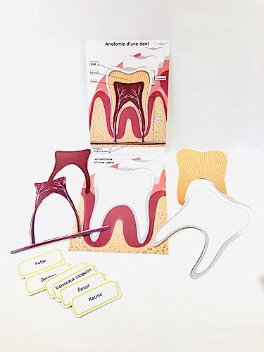 Pascha Echecs® - Anatomía de los dientes Montessori - Material educativo - Juego de maqueta dental y boca - Kit completo con cartas explicativas y nomenclaturas