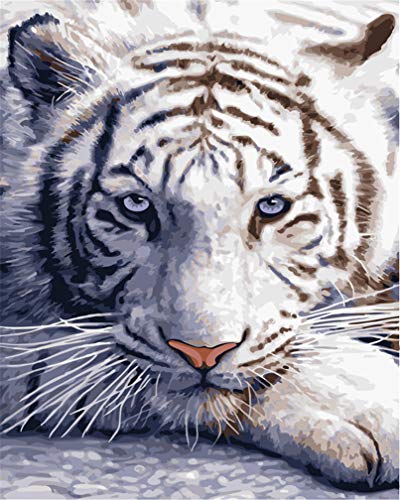 Awesocrafts - Pintura por números, color blanco con números de tigre de Bengala para adultos y niños, 40,6 x 50,8 cm enmarcado o no (tigre, sin marco)