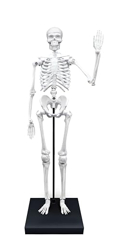 Buki France- Esqueleto Gigante 85 cm, Color (2181)