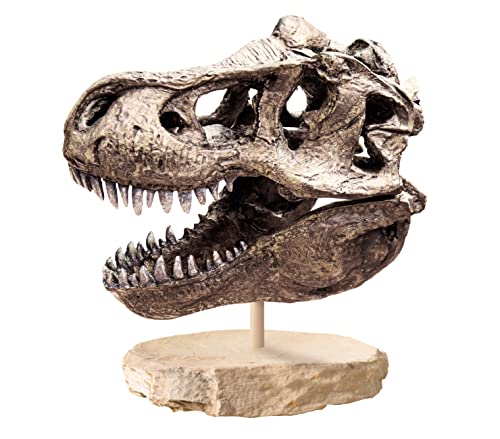 Clementoni- Arquejugando Cráneo de T-Rex Juego Educativo Ciencia, Multicolor, Mediano (55483)