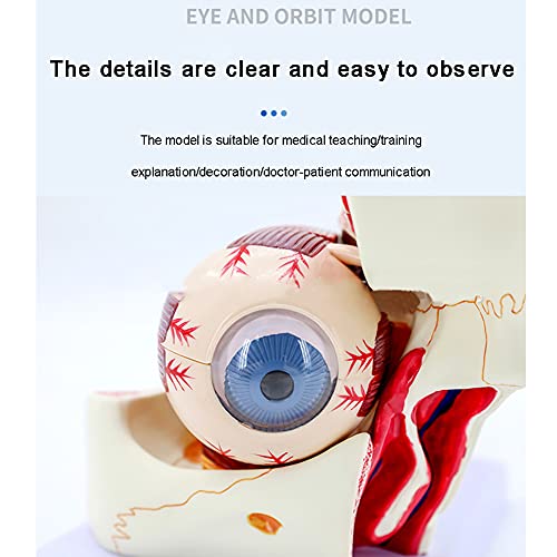 Eyeball Model, Human Eyeball and Eyelid Skeleton Model, Orbit Anatomical Study Display Teaching Resource Tool 3 Times Enlarged, for Science Classroom for School
