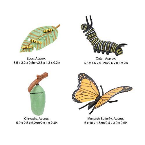 Figuras de etapas del ciclo de vida de la mariposa, ciclo de crecimiento de alta simulación Modelo de mariposa Educación científica para niños Modelo cognitivo para material didáctico(Insecto)