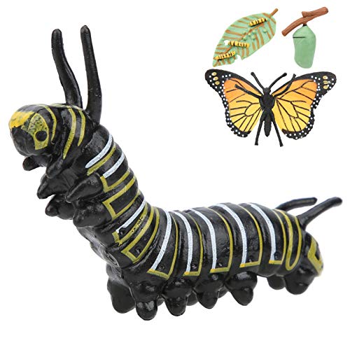 Figuras de etapas del ciclo de vida de la mariposa, ciclo de crecimiento de alta simulación Modelo de mariposa Educación científica para niños Modelo cognitivo para material didáctico(Insecto)