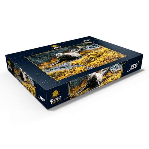 La Foca Steyneger, Foca En Tierra - Premium 1000 Piezas Puzzles - Colección Especial MyPuzzle de Puzzle Galaxy