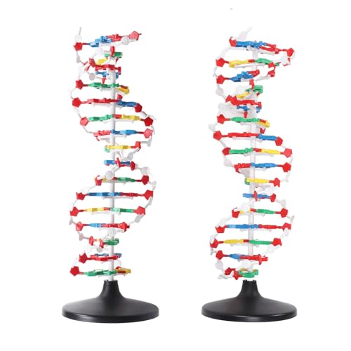 Modelo de Estructura de ADN Proteína Genes Biológicos para Componentes de Equipos de Maestros Populares Plástico Doble para Educador Escolar de Hélice Animales Modelo