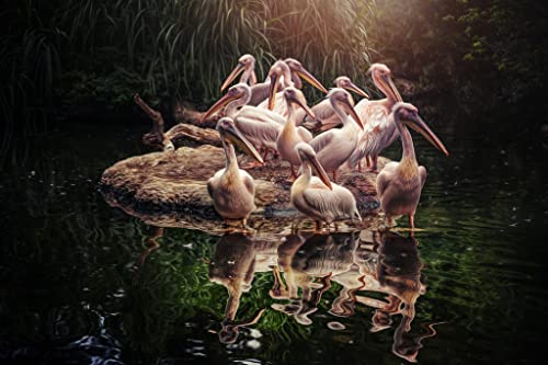 Puzzle 1000 Piezas Un Grupo De Pelícanos Tranquilos En Un Lago En La Jungla 75 * 50Cm