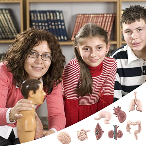 thoran Órgano del Cuerpo Humano 3D,Aprendizaje Preescolar Órgano del Cuerpo Humano 3D | El Aprendizaje Educativo temprano Juega el Modelo los órganos del Cuerpo Humano para la Escuela