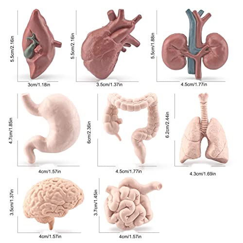 thoran Órgano del Cuerpo Humano 3D,Aprendizaje Preescolar Órgano del Cuerpo Humano 3D | El Aprendizaje Educativo temprano Juega el Modelo los órganos del Cuerpo Humano para la Escuela