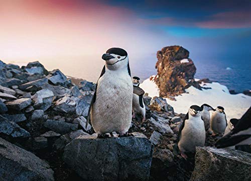 YHHAW Patrón de Roca y pingüino Pintar por numeros Adultos,Digital Lienzo Aceite Pintura Regalo para Adultos niños Pintura por número Kits(Frameless)-30 * 40CM