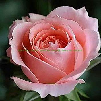 . 150 pc/Pacchetto Arcobaleno Rosa Fiore dell'amante del Regalo Olanda Rare Esotiche 25 Colori da Scegliere Giardino Della casa: 19