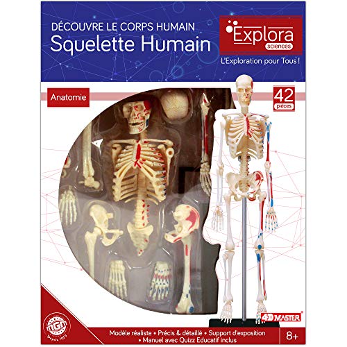 EXPLORA - Esqueleto - Anatomía del Cuerpo Humano - 546059 - Modelo Realista de 46 Piezas - Instrucciones de Ensamblaje y Cuestionario Educativo - Juego para Niños - Científico - A Partir de 8 años