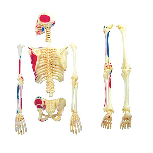 EXPLORA - Esqueleto - Anatomía del Cuerpo Humano - 546059 - Modelo Realista de 46 Piezas - Instrucciones de Ensamblaje y Cuestionario Educativo - Juego para Niños - Científico - A Partir de 8 años