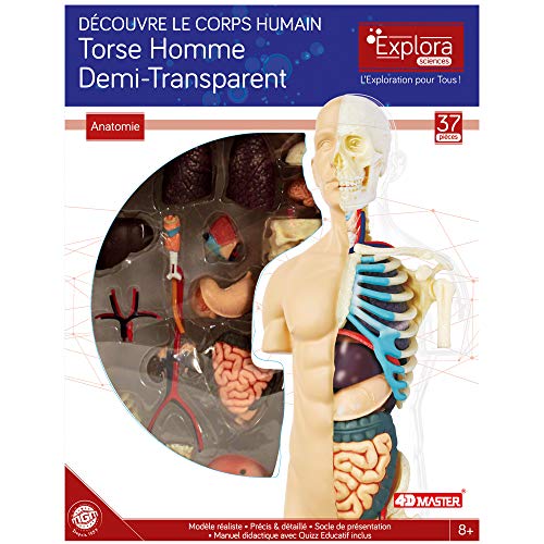 EXPLORA - Medio Torso - Anatomía del Cuerpo Humano - 546083 - Modelo Realista de 37 Piezas - Instrucciones de Montaje y cuestionario Educativo - Juego para niños - Científico - A Partir de 8 años