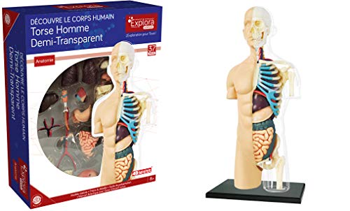 EXPLORA - Medio Torso - Anatomía del Cuerpo Humano - 546083 - Modelo Realista de 37 Piezas - Instrucciones de Montaje y cuestionario Educativo - Juego para niños - Científico - A Partir de 8 años