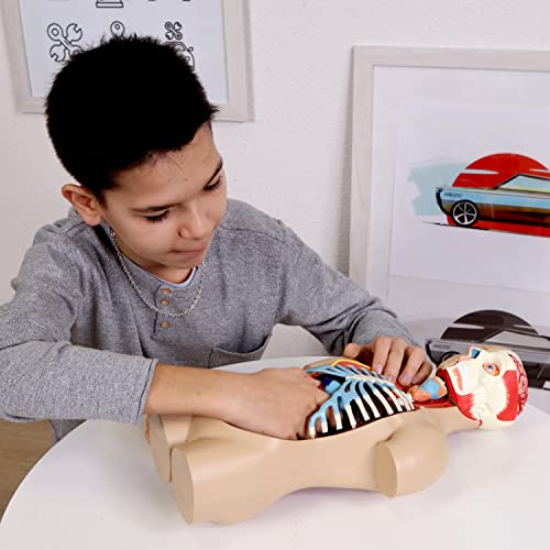 EXPLORA - Torso - Anatomía del Cuerpo Humano - 546080 - Modelo Realista de 54 Piezas - Instrucciones de Ensamblaje y Cuestionario Educativo - Juego para Niños - Científico - A Partir de 8 años