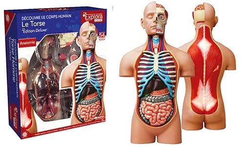EXPLORA - Torso - Anatomía del Cuerpo Humano - 546080 - Modelo Realista de 54 Piezas - Instrucciones de Ensamblaje y Cuestionario Educativo - Juego para Niños - Científico - A Partir de 8 años