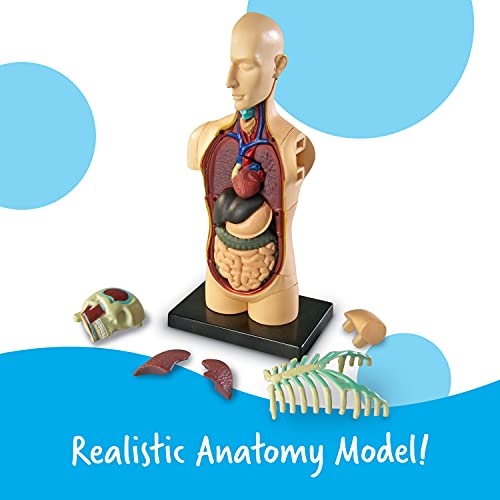 Learning Resources - Reconocimiento de palabras - Recursos de aprendizaje LER3336 Modelo de anatomía Cuerpo humano