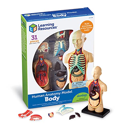 Learning Resources - Reconocimiento de palabras - Recursos de aprendizaje LER3336 Modelo de anatomía Cuerpo humano