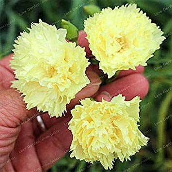 . Rare Garofani Flowers Caryophyllus Fiori per Il Giardino della casa Piantare Mamma Regalo 100 pc/Pacchetto: 4