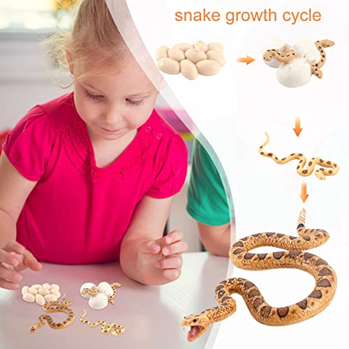 Voiakiu Crecimiento la Serpiente - Modelo Vida - Juguete Realista Serpiente Boa, Que Muestra a los niños Las 4 etapas la Serpiente, 4 Piezas Adornos Serpiente