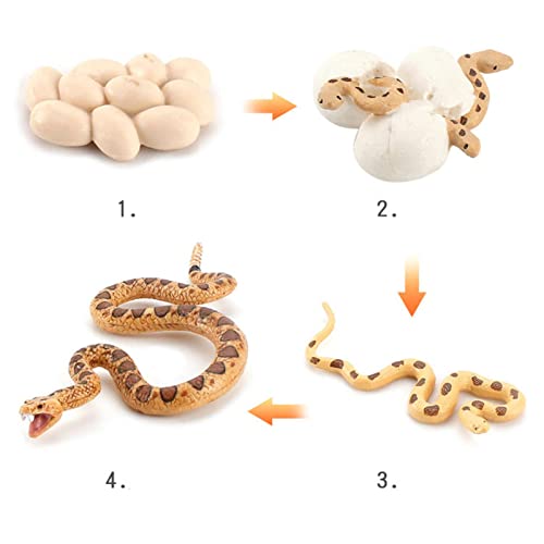 Voiakiu Crecimiento la Serpiente - Modelo Vida - Juguete Realista Serpiente Boa, Que Muestra a los niños Las 4 etapas la Serpiente, 4 Piezas Adornos Serpiente