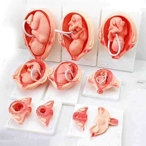 Modelo de Desarrollo de embriones de Embarazo Modelo de Proceso de Desarrollo fetal de 9 Meses (Juego de 10 Piezas)