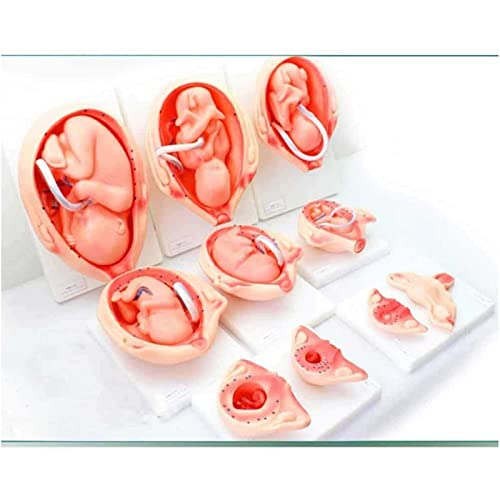 Modelo de Desarrollo de embriones de Embarazo Modelo de Proceso de Desarrollo fetal de 9 Meses (Juego de 10 Piezas)