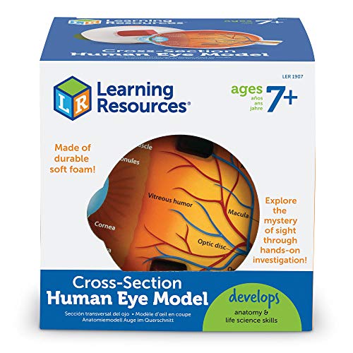 Modelo del ojo de espuma blanda con sección transversal de Learning Resources