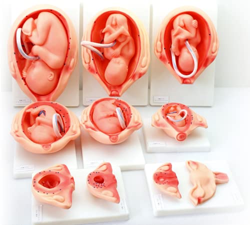PuPuGou Juego De 10 Piezas Modelo De Desarrollo De Embriones De Embarazo Modelo De Proceso De Desarrollo Fetal De 9 Meses (PVC)