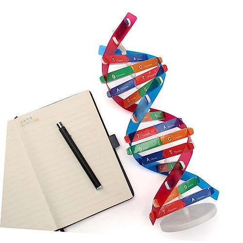 Toyvian 2 Juegos De Doble Hélice De ADN Juguetes para Niños Maniquí De Juguete para Niños Material Didáctico para El Aula Estructura del Modelo Doble De ADN Modelo De Hélice De ADN