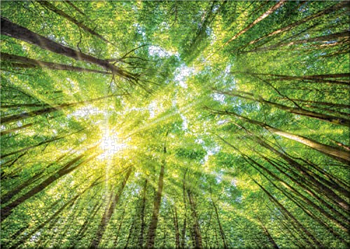 Ulmer Puzzleschmiede - Puzzle "Luz y sombra" - Puzzle de 1000 partes - El sol brilla a través de las cumbres del árbol en la vista perpendicular del suelo del bosque al cielo